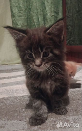 Котята майкун