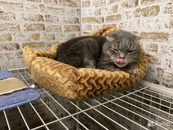 Котейка в семью