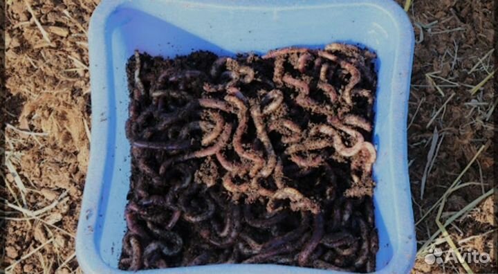 Черви для рыбалки