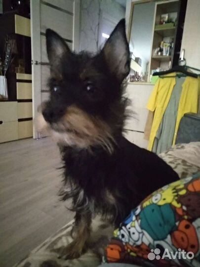 Маленькая собака