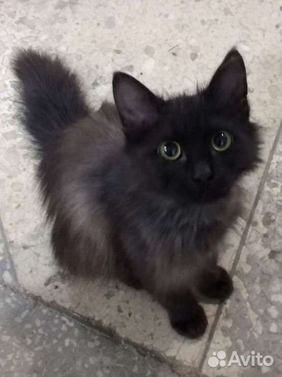 Кошечка, стерилизованая