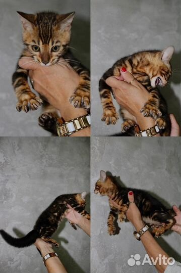 Бенгальские котята