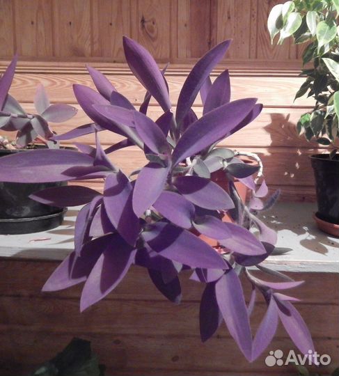 Сциндапсус Хлорофитум Традесканция фиолетовая