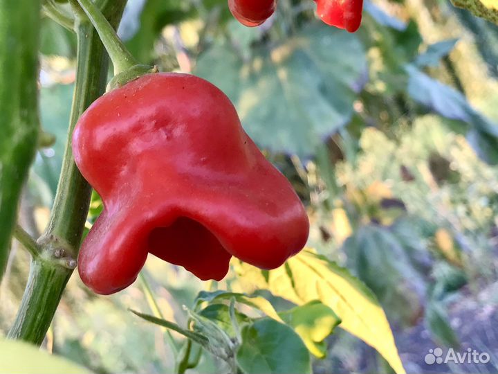Семена острого перца Колокольчик