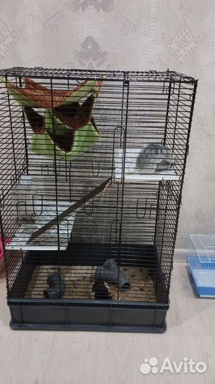 Крысы Дамбо с клетками 3500