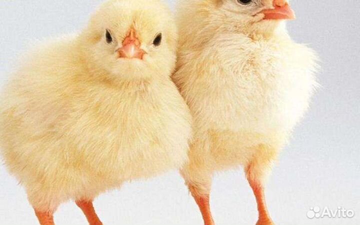 Здесь ваш бройлер