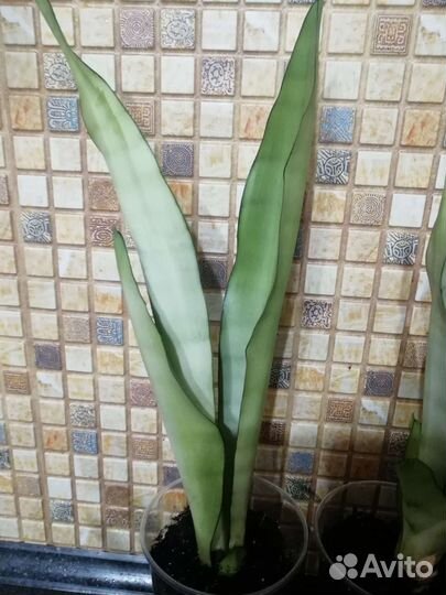 Сансевиерия Муншайн