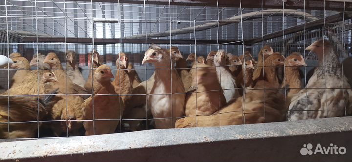 Куры молодки несушки