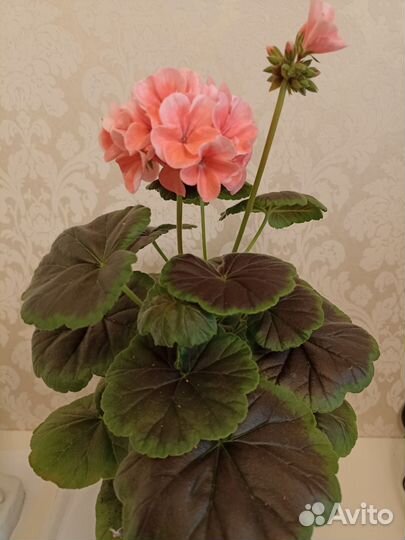 Пеларгония герань Буллз Ай Салмон