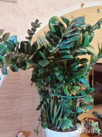 Замиокулькас