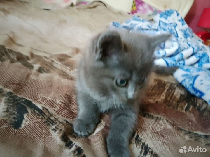 Очаровательный мальчишка