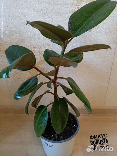 Фикусы сортовые
