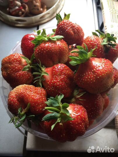 Рассада клубники