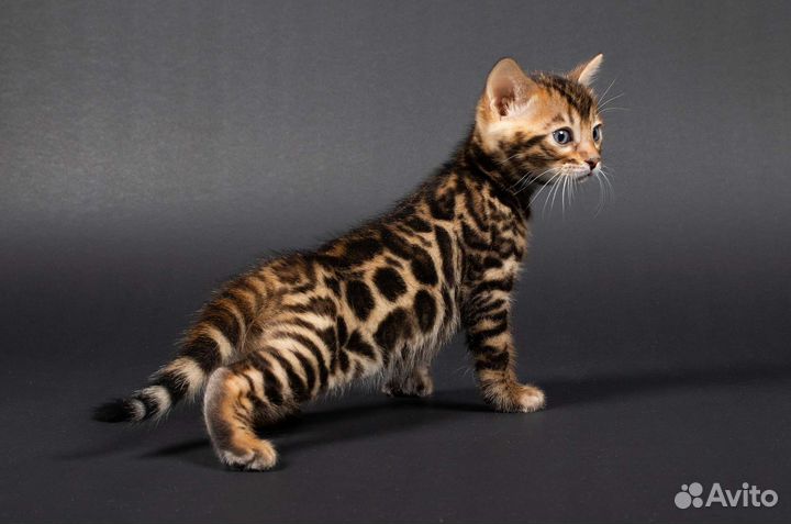 Бенгальские котята, мальчики