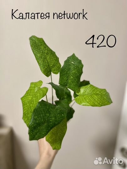 Калатея разные виды