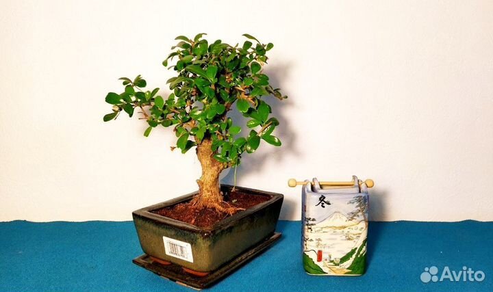 Бонсай цветущий