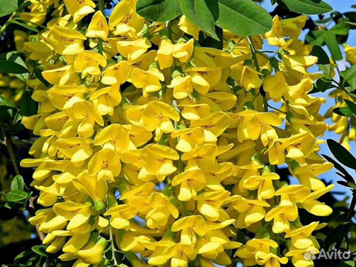 Бобовник анагиролистный/золотой дождь семена/азотф