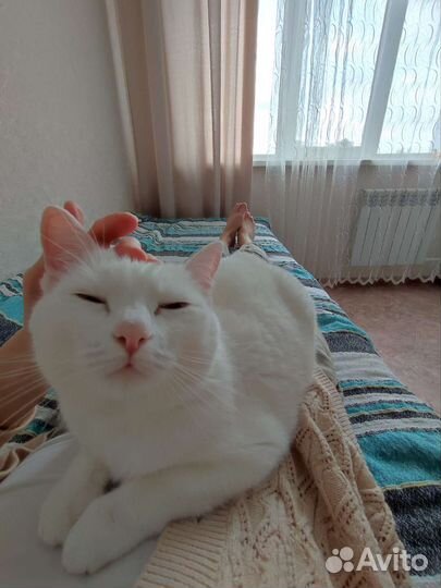 Передержка кошек на время отпуска