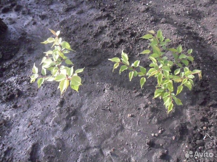 Саженцы абрикоса и вишни ашинской