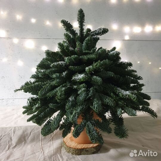 Елка новогодняя живая