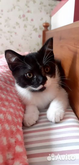 Котёнок метис с британцем в добрые руки бесплатно