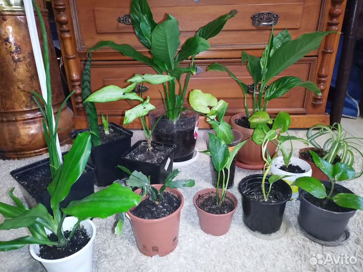 Комнатные цветы