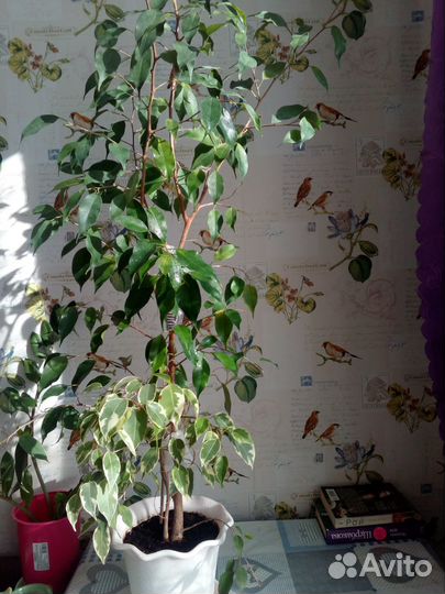 Фикус бенджамина