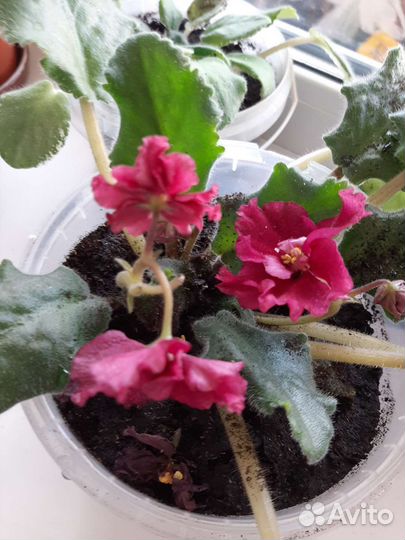 Фиалки цветущие