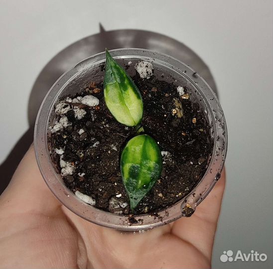 Хойя лакуноза вариегатная