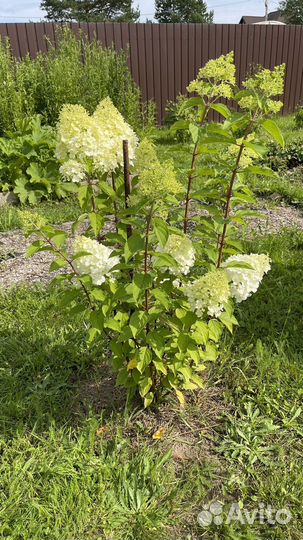 Гортензия меиельчатая полар бир