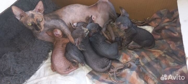 Канадский сфинкс котенок