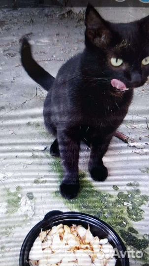 Кошечка черная