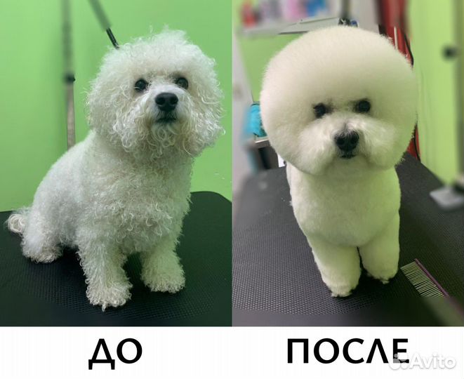 Груминг, стрижка собак и кошек