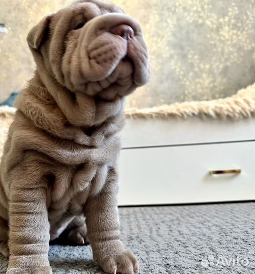 Собаки щенки шарпей