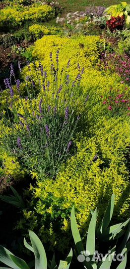 Многолетники почвопокровные