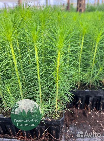 Сеянцы зкс Сосна окс Ель Лиственница Горная