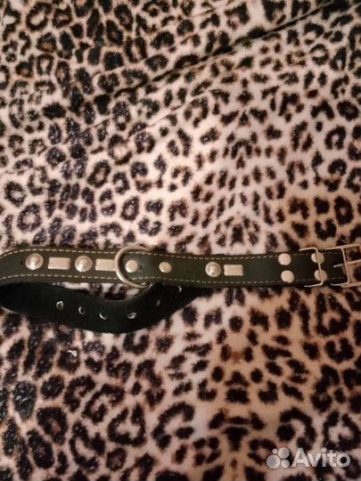 Ошейник для собак