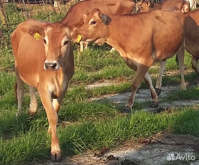 Цельное молоко 