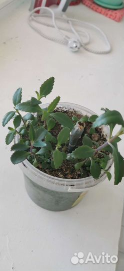 Пеларгония межвидовая (герань)