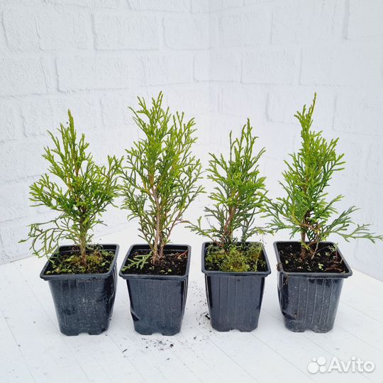 Туя западная Смарагд р9