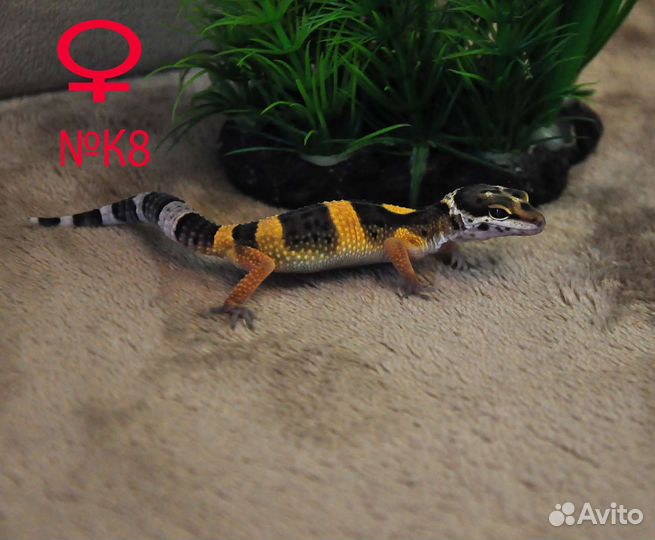 Эублефары от заводчика