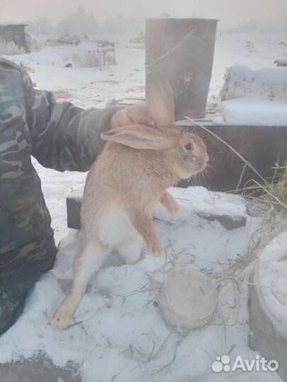 Кролик самец