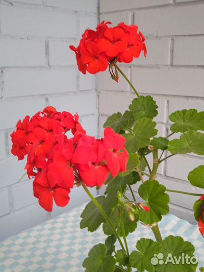 Герань пеларгония