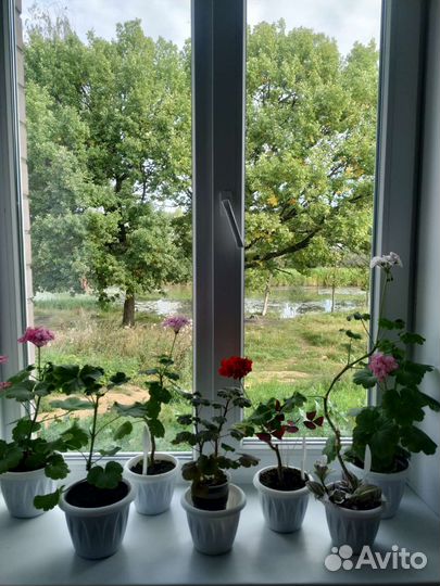 Пеларгония герань