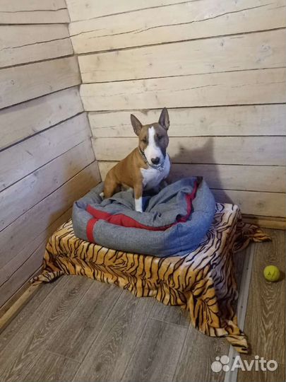 Гостиница для собак и кошек (передержка), зооняня