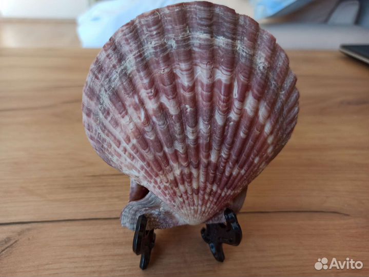 Морская раковина