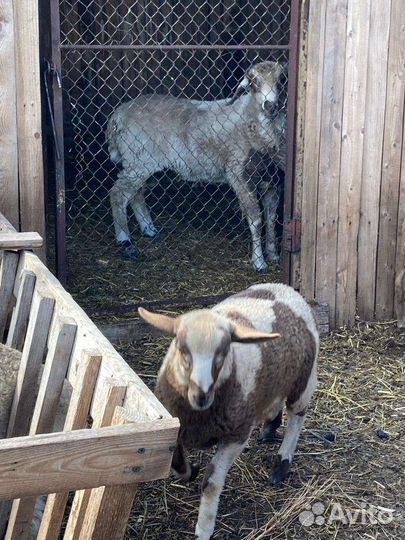 Ягнята Долан/Меринос