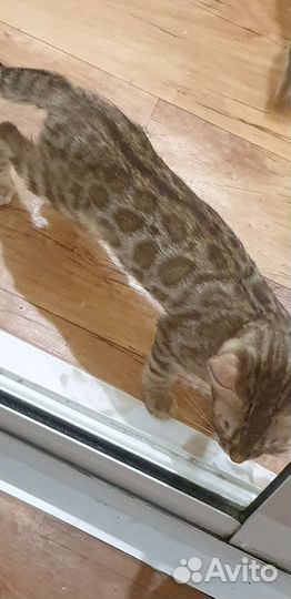 Бенгалы подростки