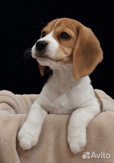 Выгул собак