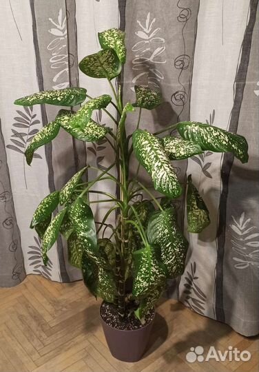 Диффенбахия